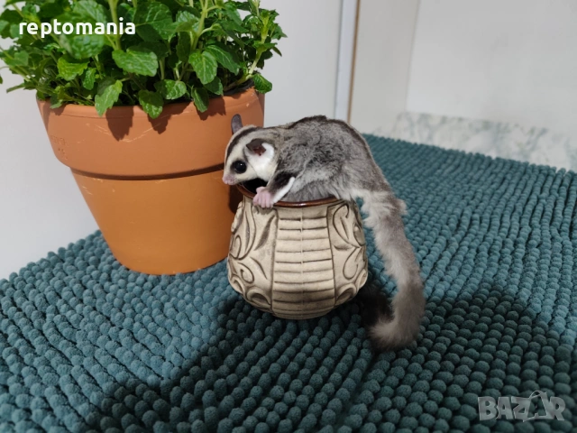 Захарна катеричка летяща торбеста катерица, снимка 10 - Други животни - 53143127