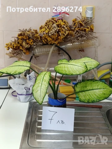  Дифенбахия !!! РАЗПРОДАЖБА (-40%)!!!, снимка 11 - Стайни растения - 46264327