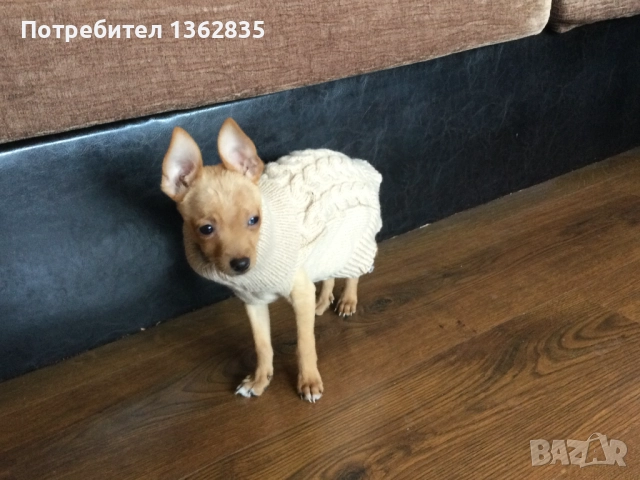 НОВ топъл бежов зимен луксозен пуловер за куче от Италия S и M размер, снимка 3 - За кучета - 51929468