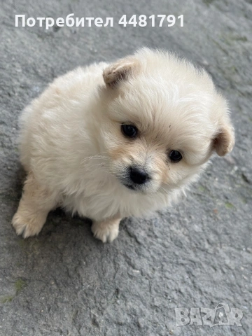 Померан-Мини шпиц, снимка 2 - Померан - 54044256