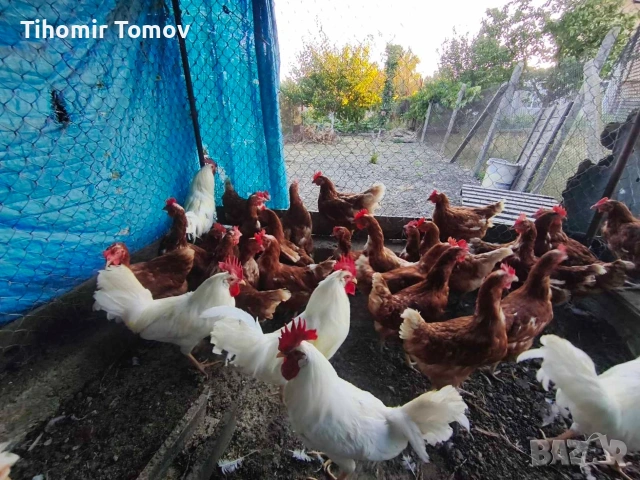 продавам кокошки носачки , снимка 2 - За птици - 54144582