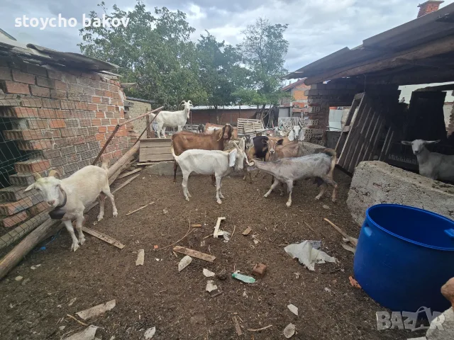 Продавам крави и кози, снимка 2 - Крави - 56183358