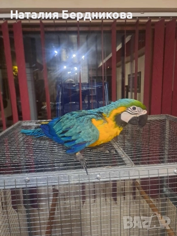 Синьо-жълта ара бебета