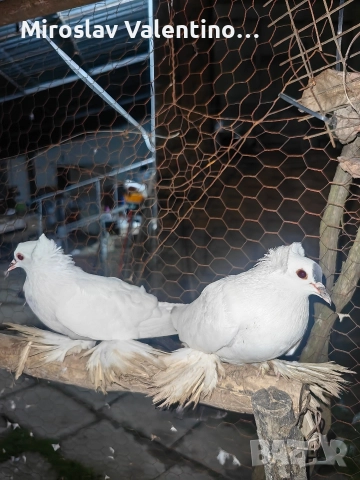 саксонски чайки, снимка 5 - Гълъби - 52795008