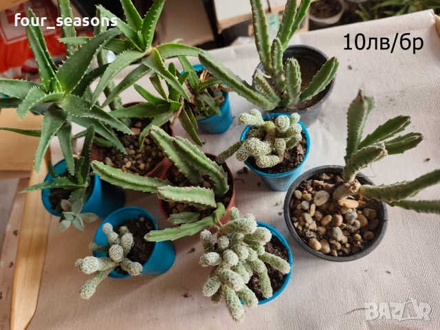 Кактуси, снимка 6 - Градински цветя и растения - 51905969