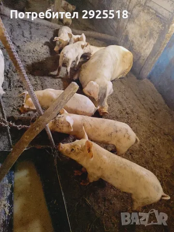 Продавам прасенца малки и големи , снимка 3 - Прасета - 56149660