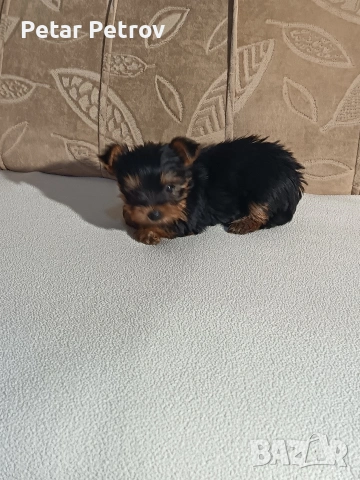 Йоркширски териер , снимка 11 - Йоркширски териер - 54063849