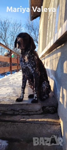 Кученца Курцхар 