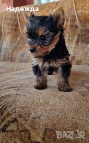 Йоркширски териер , снимка 5 - Йоркширски териер - 52730154