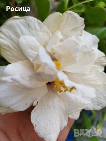 хибискус , снимка 1