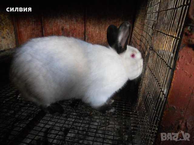 Калифорнийски  зайци, снимка 1 - Други - 13789539