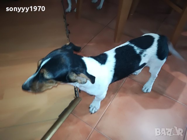 ПРОДАВАМ СЛАДКО КУЧЕНЦЕ НА 11 МЕСЕЦА-ДЖАК 1907221824