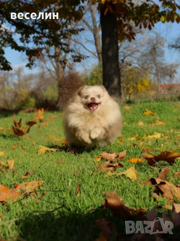 Продавам померан, снимка 3 - Померан - 54021833
