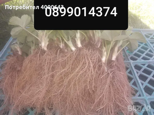 Ццелогодишен сорт ягоди и малини , снимка 10 - Разсади - 49456274