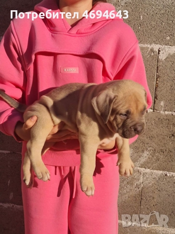 Американско Були XL, снимка 10 - Други - 52922235