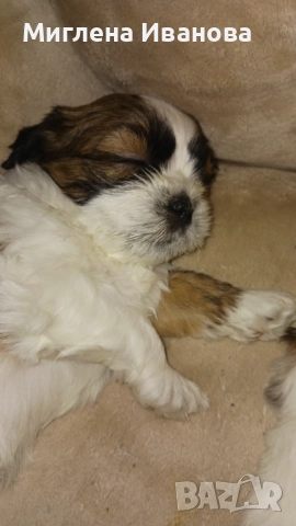 Ши тцу, снимка 11 - Ши Тцу - 52447041