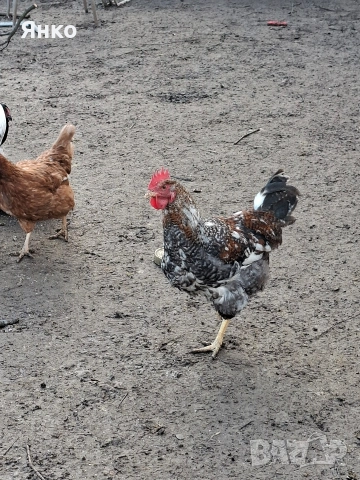 Домашни петли, снимка 3 - Кокошки и пуйки - 52912711