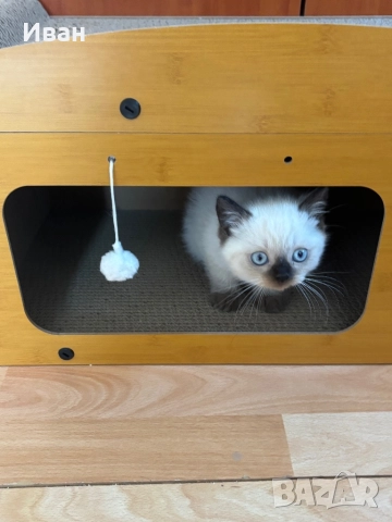 Породисто котенце, снимка 9 - Други - 52003298