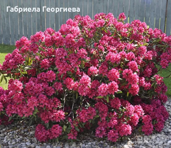 Рододендрон , снимка 2 - Градински цветя и растения - 49349233