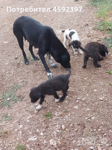 Кученца , снимка 10 - Други - 51697464