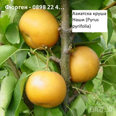   Круши – Подбрани сортове за истински ценители, снимка 2 - Разсади - 52743824