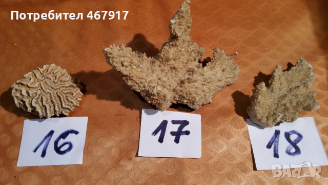 Корали от атлантическия океан, снимка 5 - Колекции - 36536114