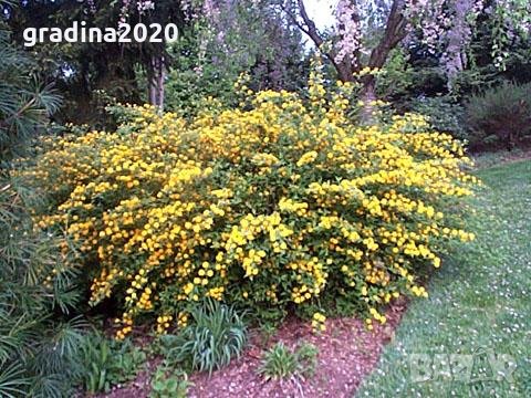 Керия Японика / Kerria Japonica, снимка 4 - Градински цветя и растения - 30333979
