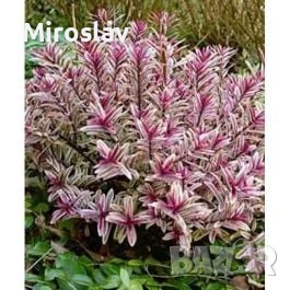 Хебе „Розова Принцеса“ , снимка 2 - Градински цветя и растения - 53878378