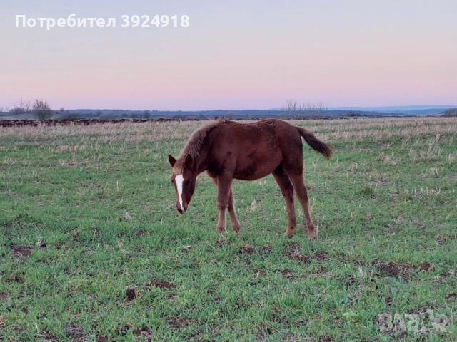 Продавам Конче на 8 месеца 