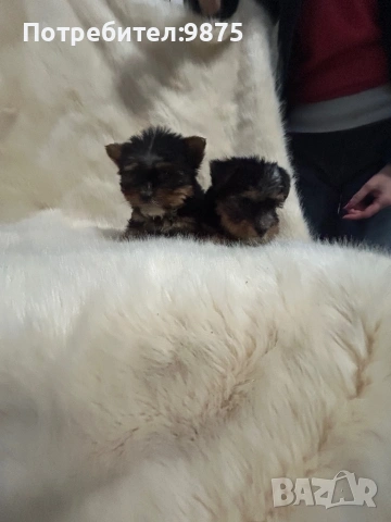 Продавам йоркита, снимка 3 - Йоркширски териер - 54015090