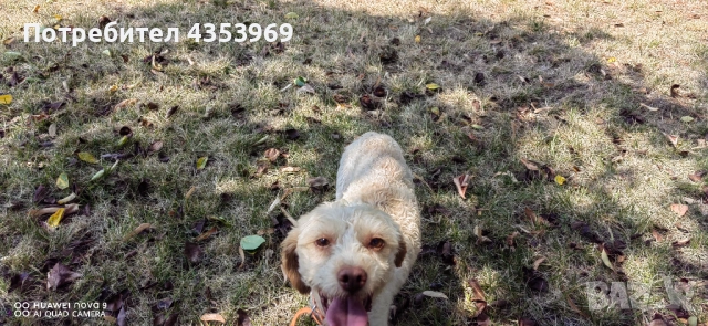 Куче за Трюфели. , снимка 3 - Други - 51440985