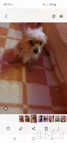 Йоркширски териер йорки + подарък, снимка 2 - Йоркширски териер - 52649100