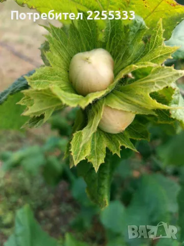 Продавам лешникова градина, снимка 6 - Земеделска земя - 48766274