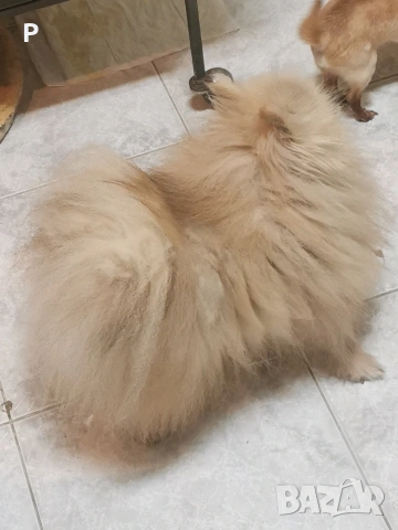 Продавам померан, снимка 3 - Померан - 51447217