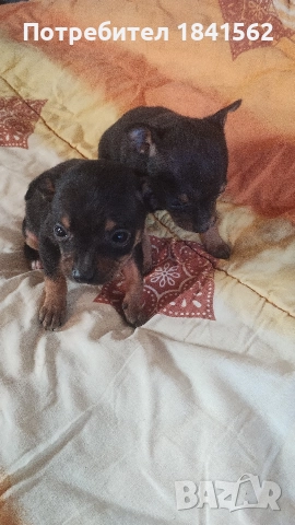 продават се пинчери , снимка 6 - Пинчер - 52960278