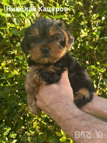 Йоркширски териер , снимка 2 - Йоркширски териер - 52536609