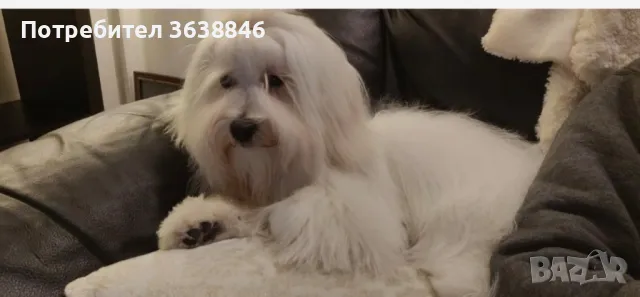 Малтипу, снимка 3 - Други - 49824784