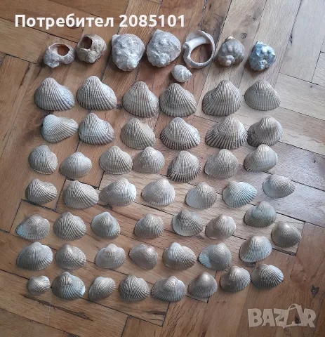 Морски миди и рапани