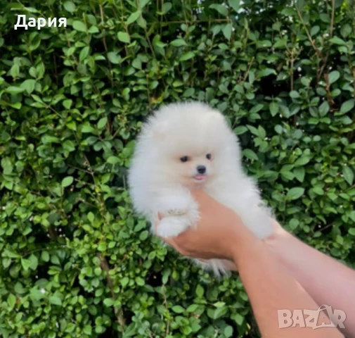 Померан , снимка 2 - Померан - 51104143