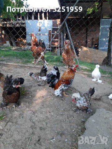 Колумбийска брама ,струмски стандарт, мини кохин,испенч и пилета