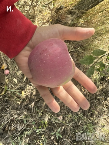 Продавам Ябълки, снимка 3 - Домашни продукти - 56267088