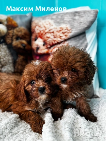 Кавапу / Cavapoo, снимка 4 - Пудели - 54338356