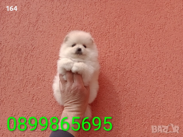 Женски Померани. Различни възрасти!, снимка 16 - Померан - 54012946