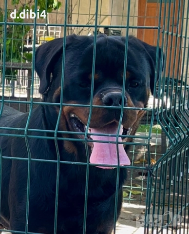 Мъжки ротвайлер , снимка 2 - Ротвайлер - 51250654