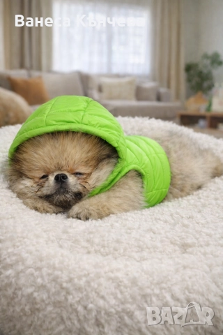 момченце, снимка 2 - Померан - 52960139