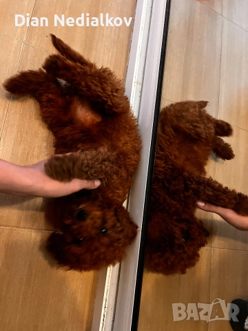 Той пуделче родословие , снимка 3 - Пудели - 51363654