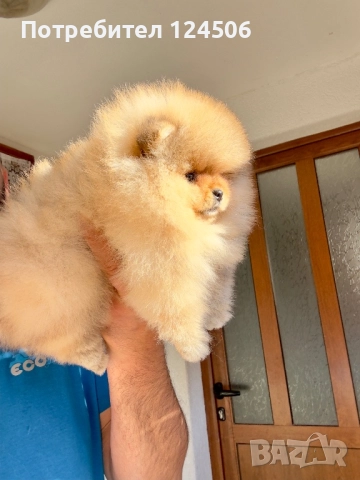 Померан померанче момче 