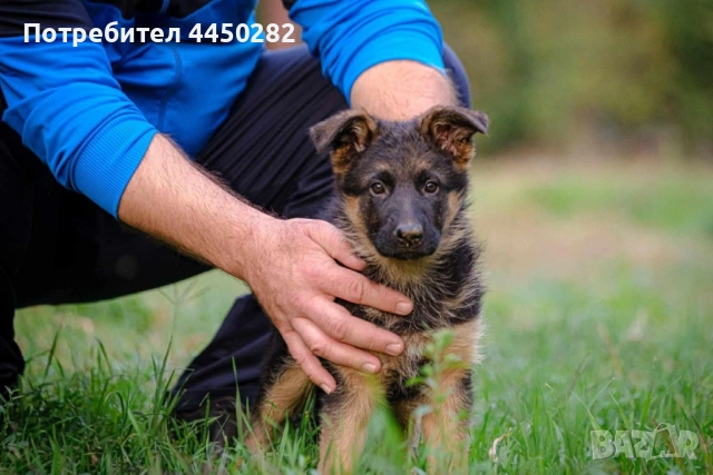 Малки немски овчарки