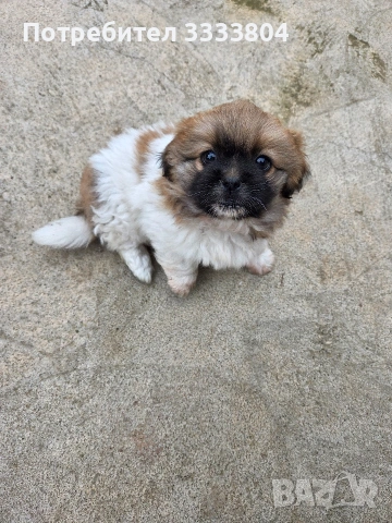 Продавам малки пекинези, снимка 3 - Пекинез - 54083162