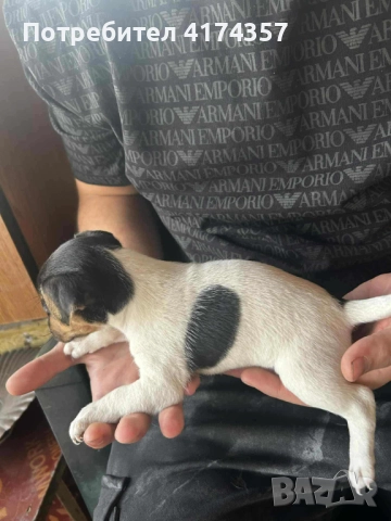 Джак ръсел териер , снимка 14 - Джак ръсел териер - 52822970